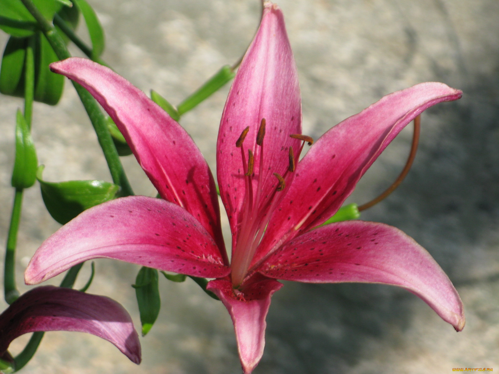 цветы, лилии, лилейники, листья, лепестки