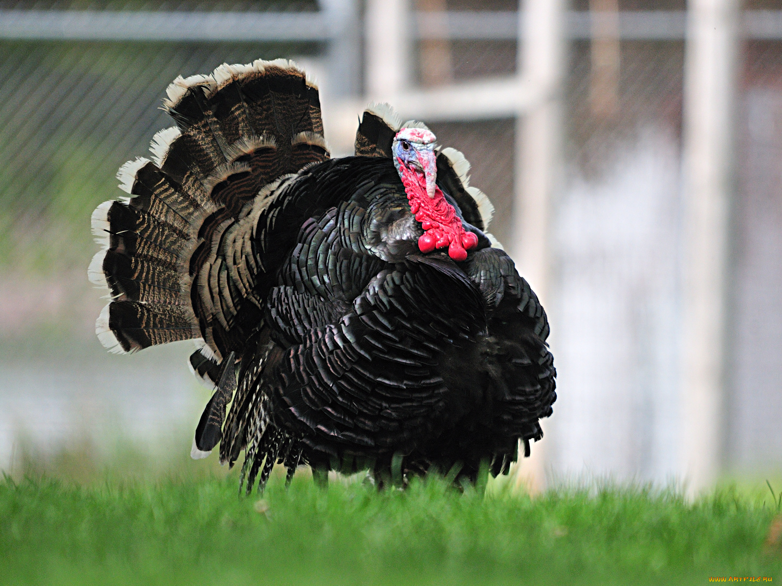 животные, индюки, гордость