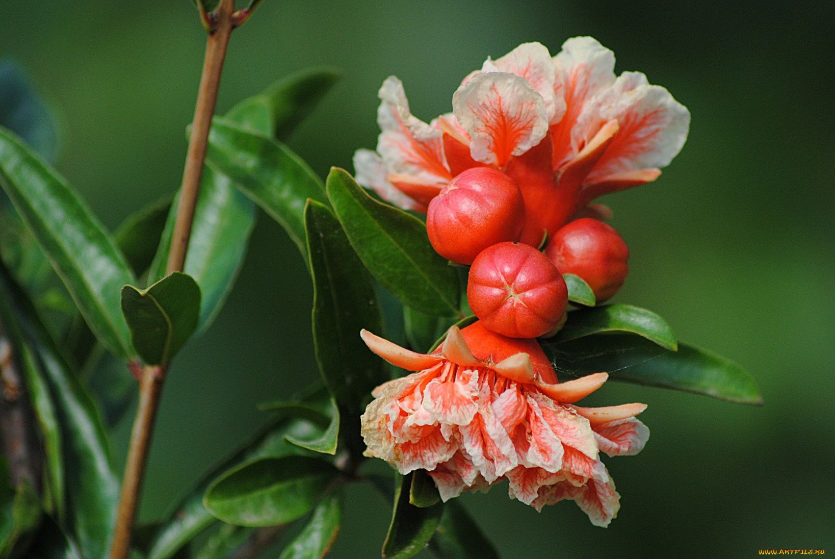 цветы, листья