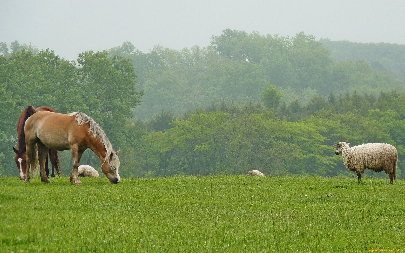 животные, разные, вместе, трава, лето