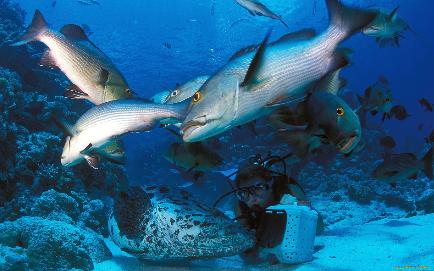 животные, рыбы, морское, дно, аквалангист