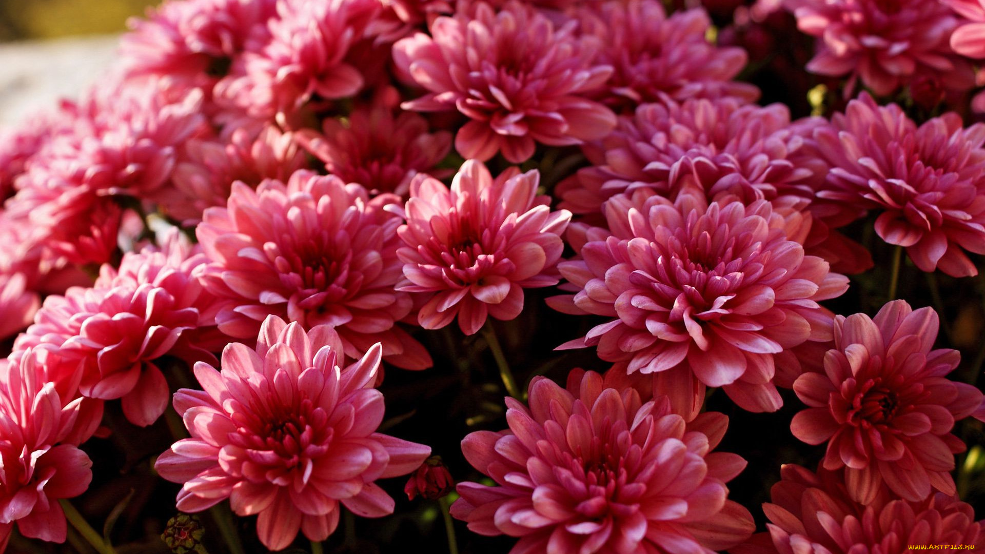 цветы, хризантемы