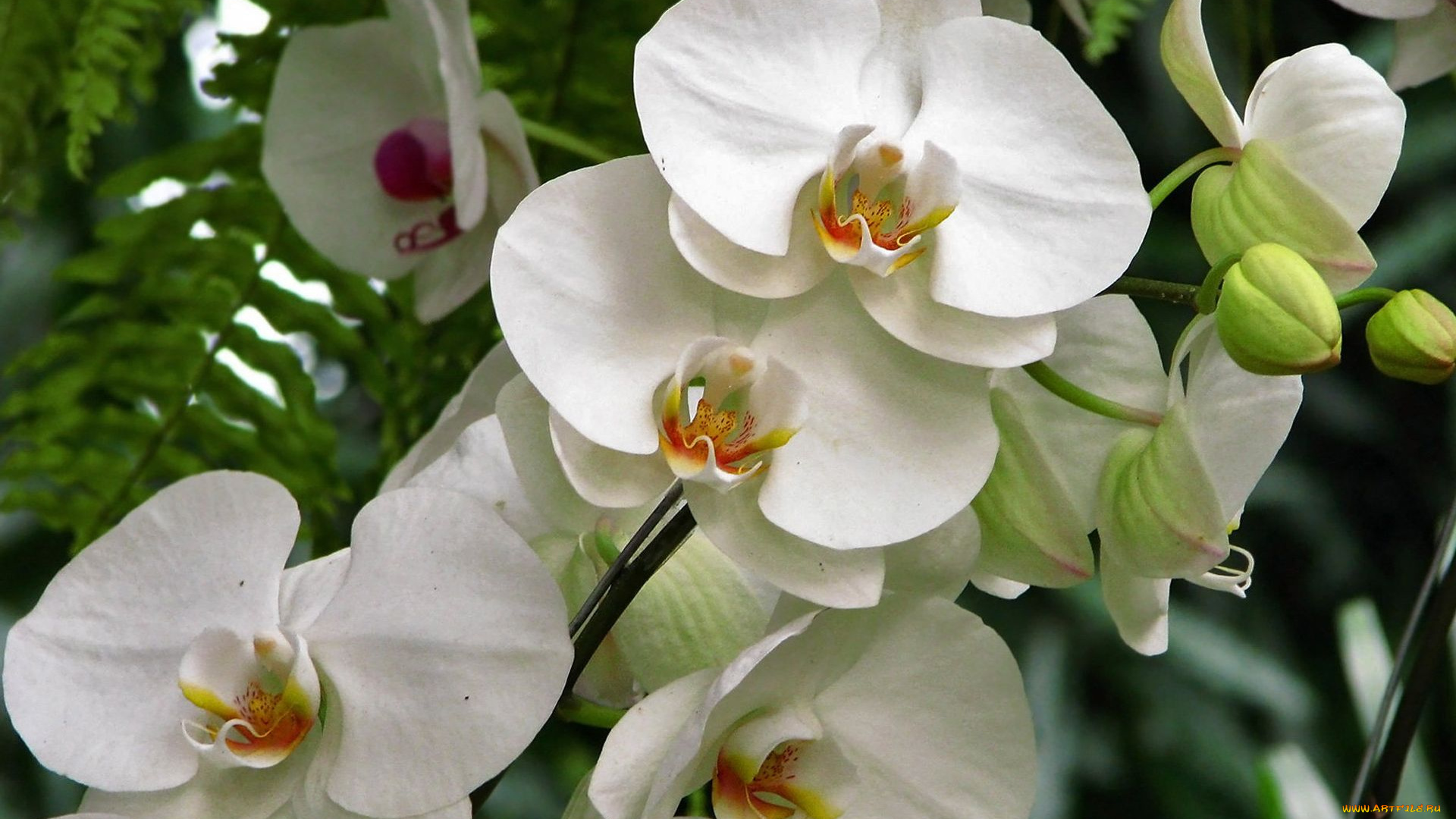 цветы, орхидеи, экзотика