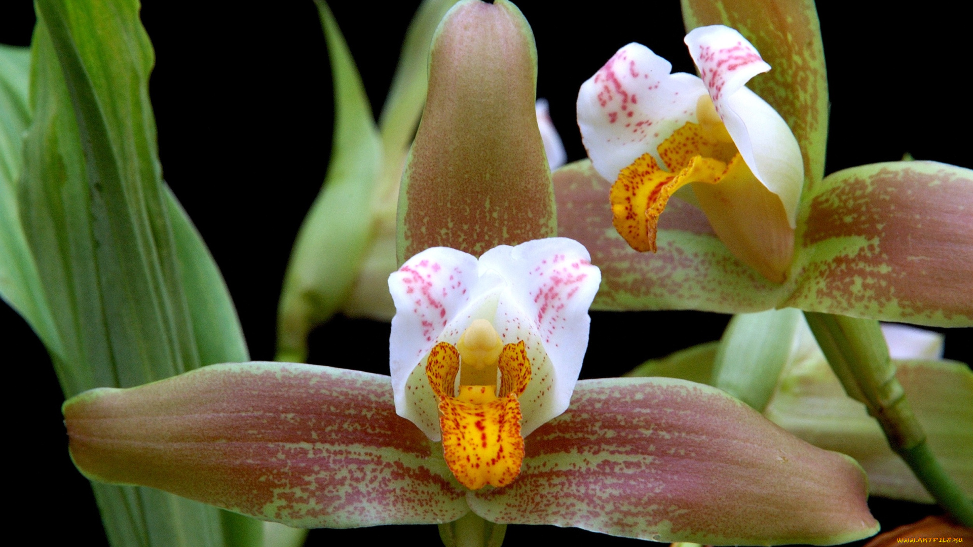 цветы, орхидеи, коричневый, экзотика