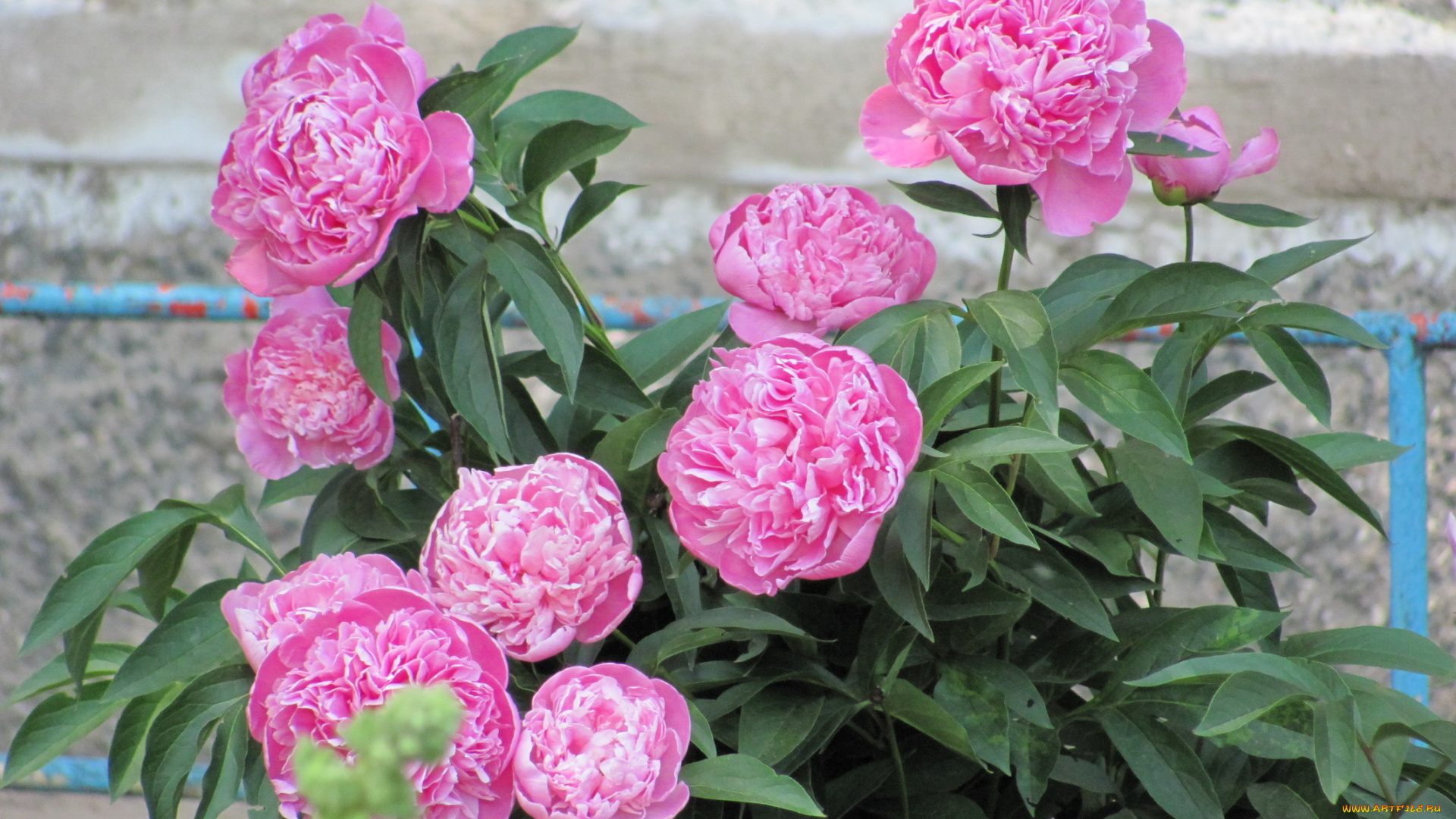 цветы, пионы, розовые