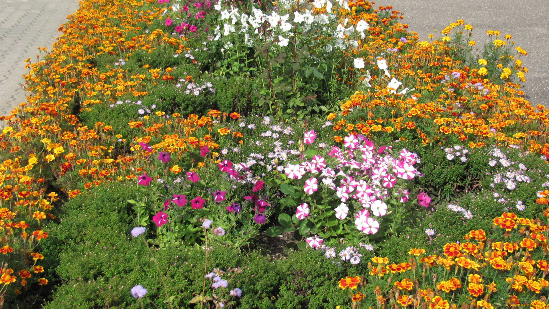 цветы, разные, вместе, розы, петунии, бархатцы