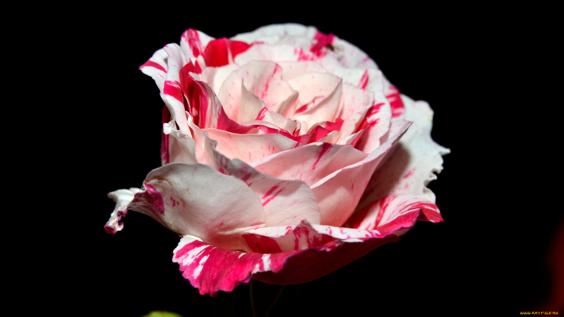 цветы, розы, пестрый, красно-белый