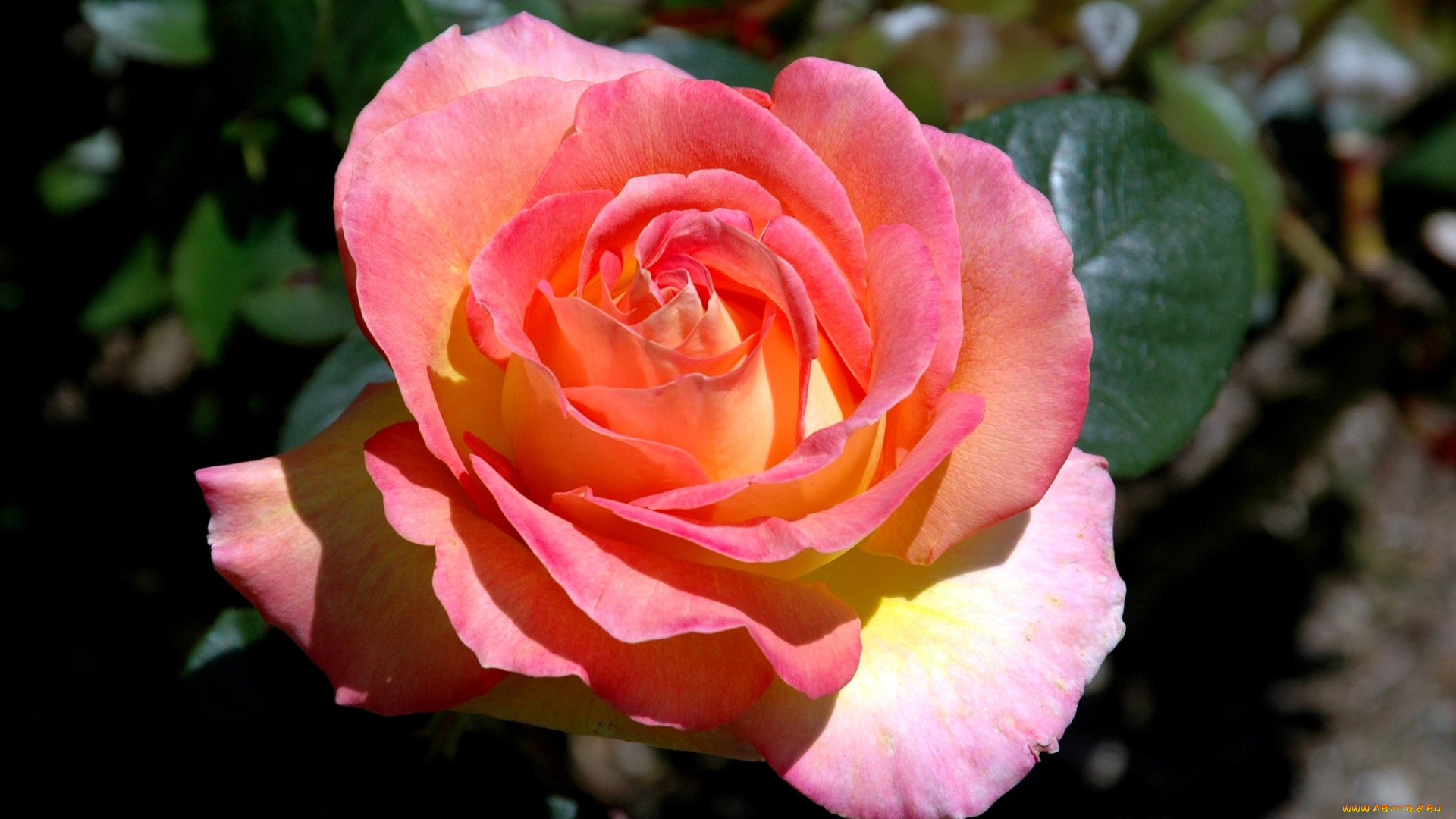 цветы, розы, розовый, большой, лепестки