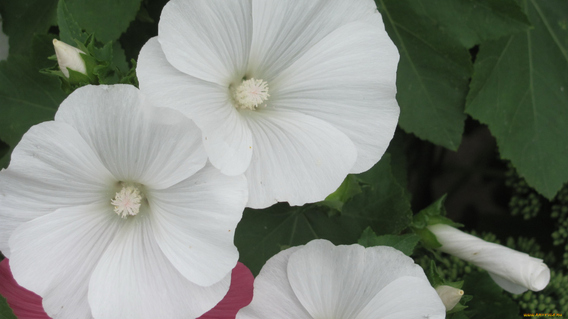 лаватера, цветы, белые