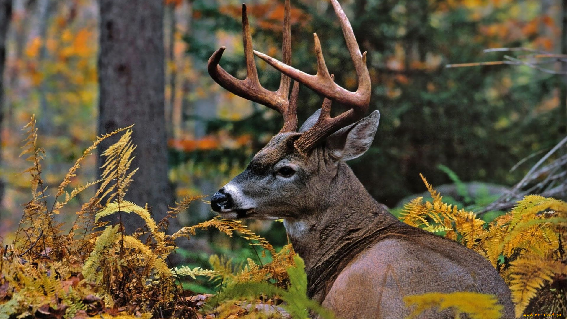 животные, олени, лес, осень