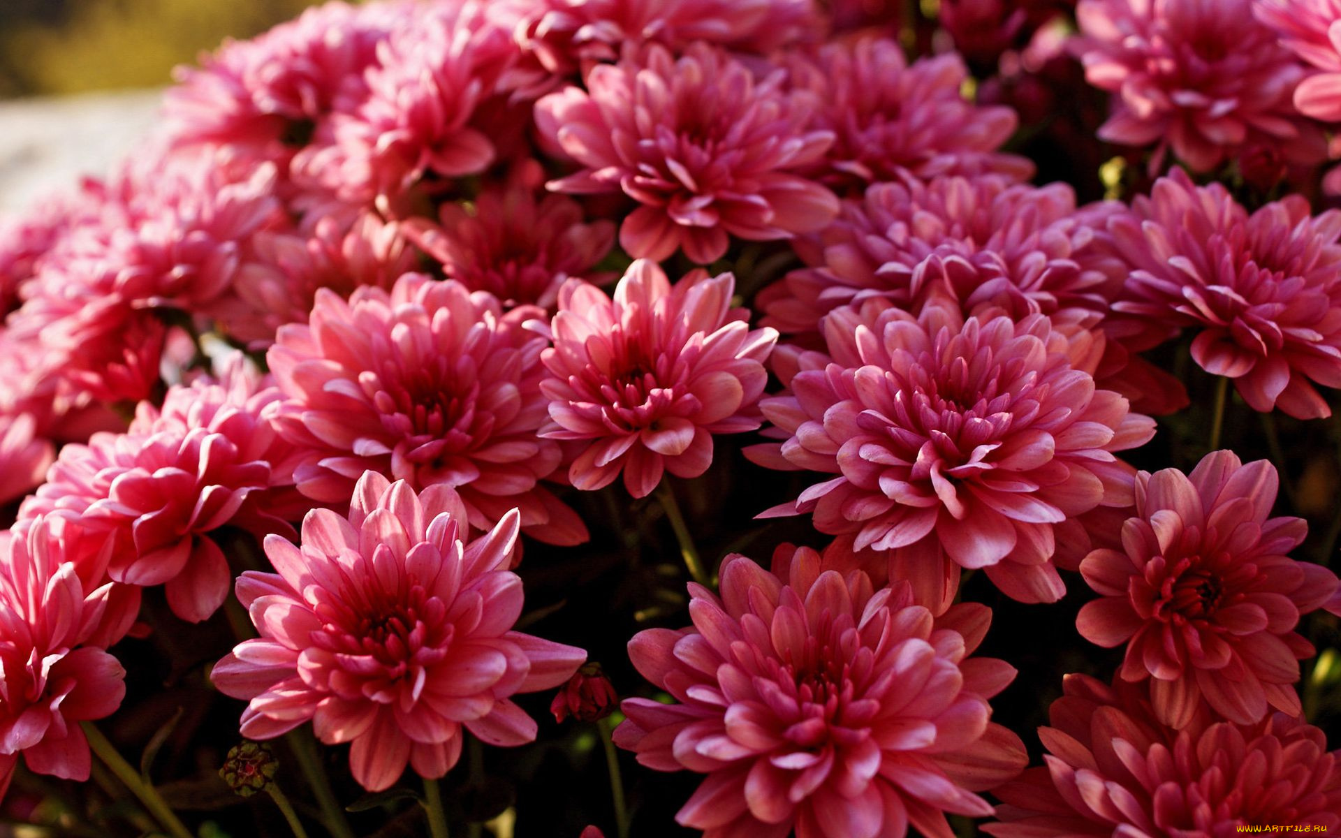 цветы, хризантемы