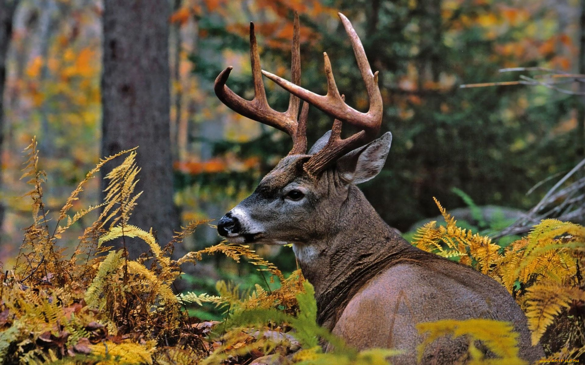 животные, олени, лес, осень