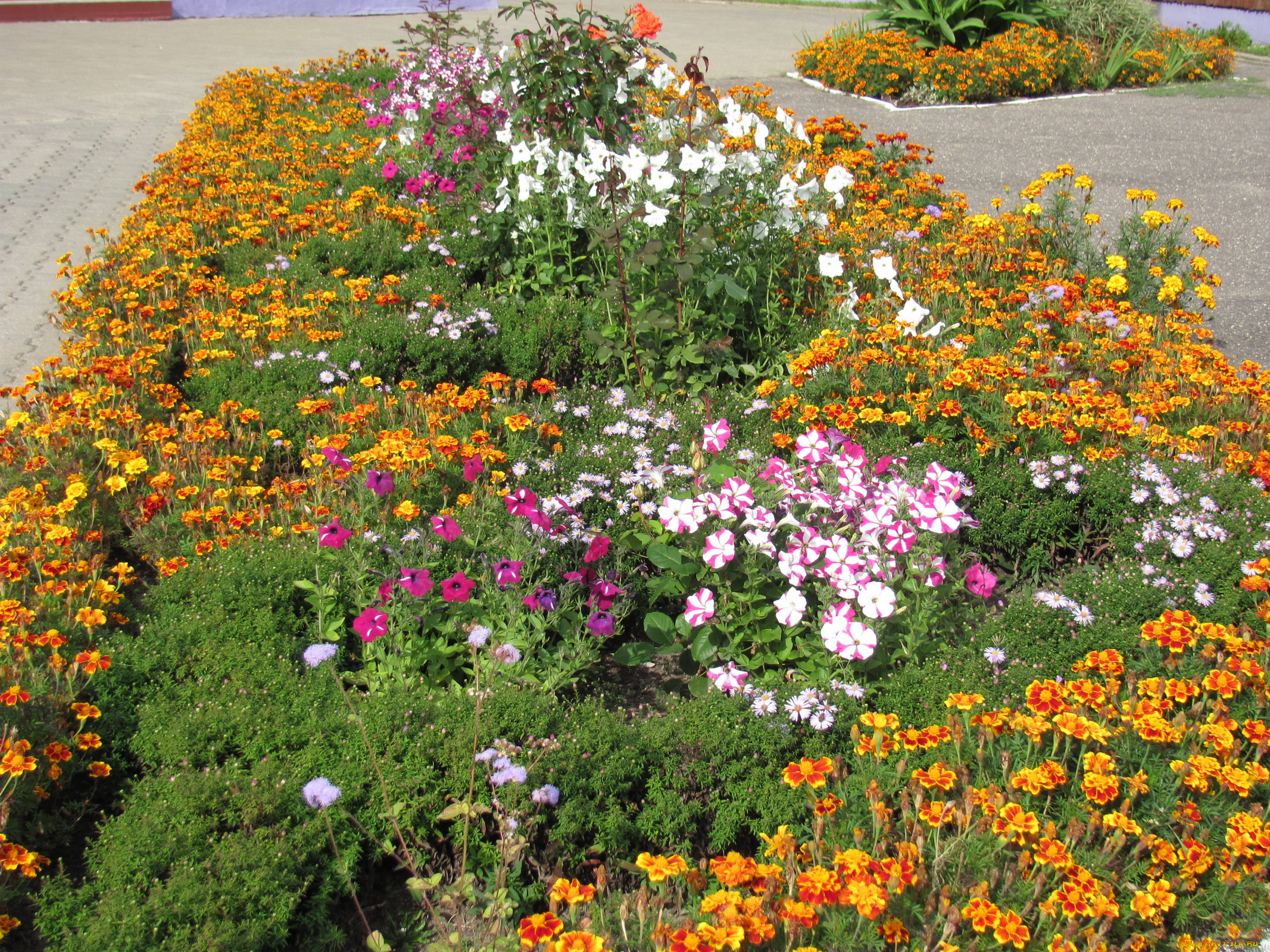 цветы, разные, вместе, розы, петунии, бархатцы