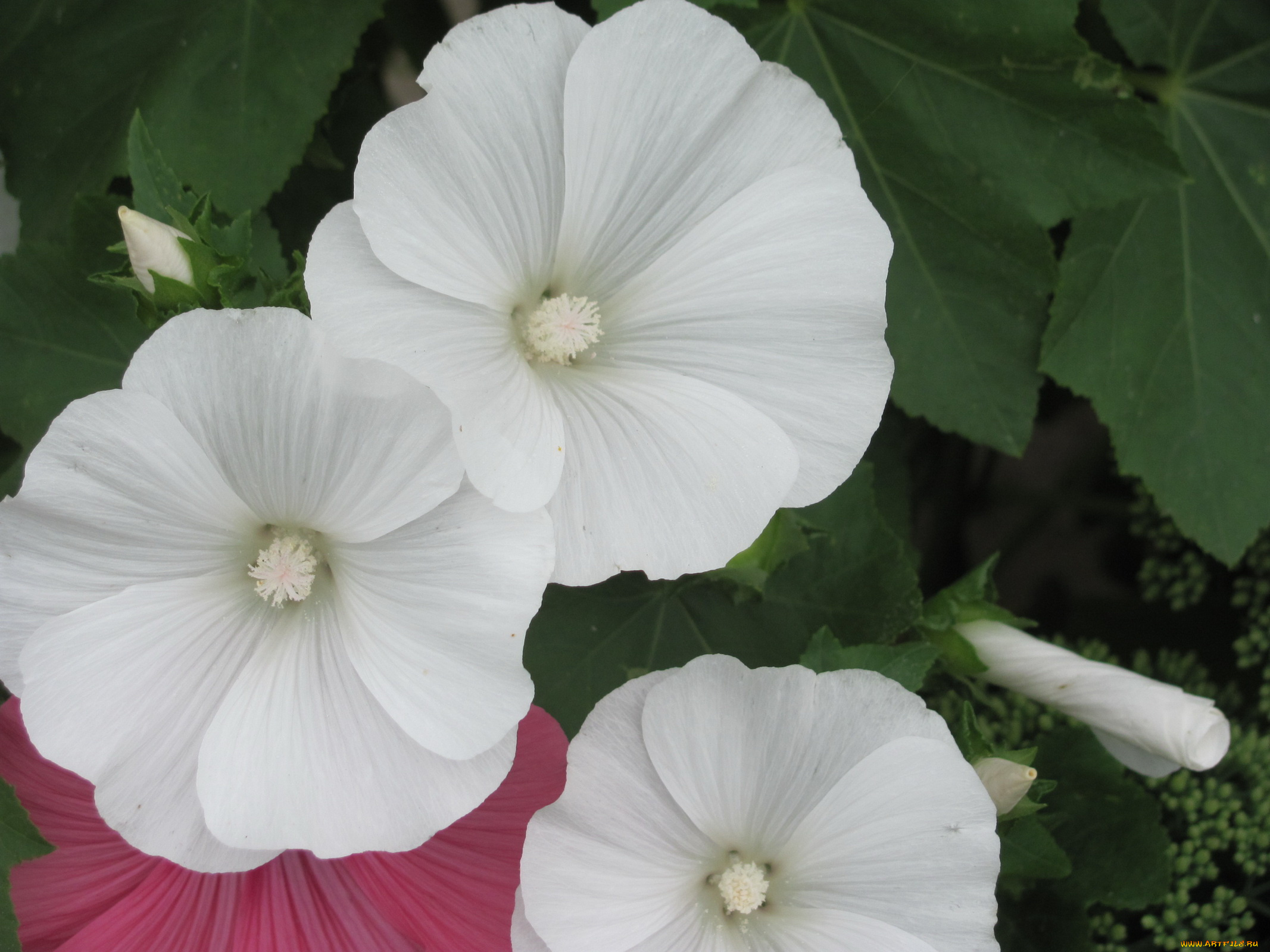 лаватера, цветы, белые