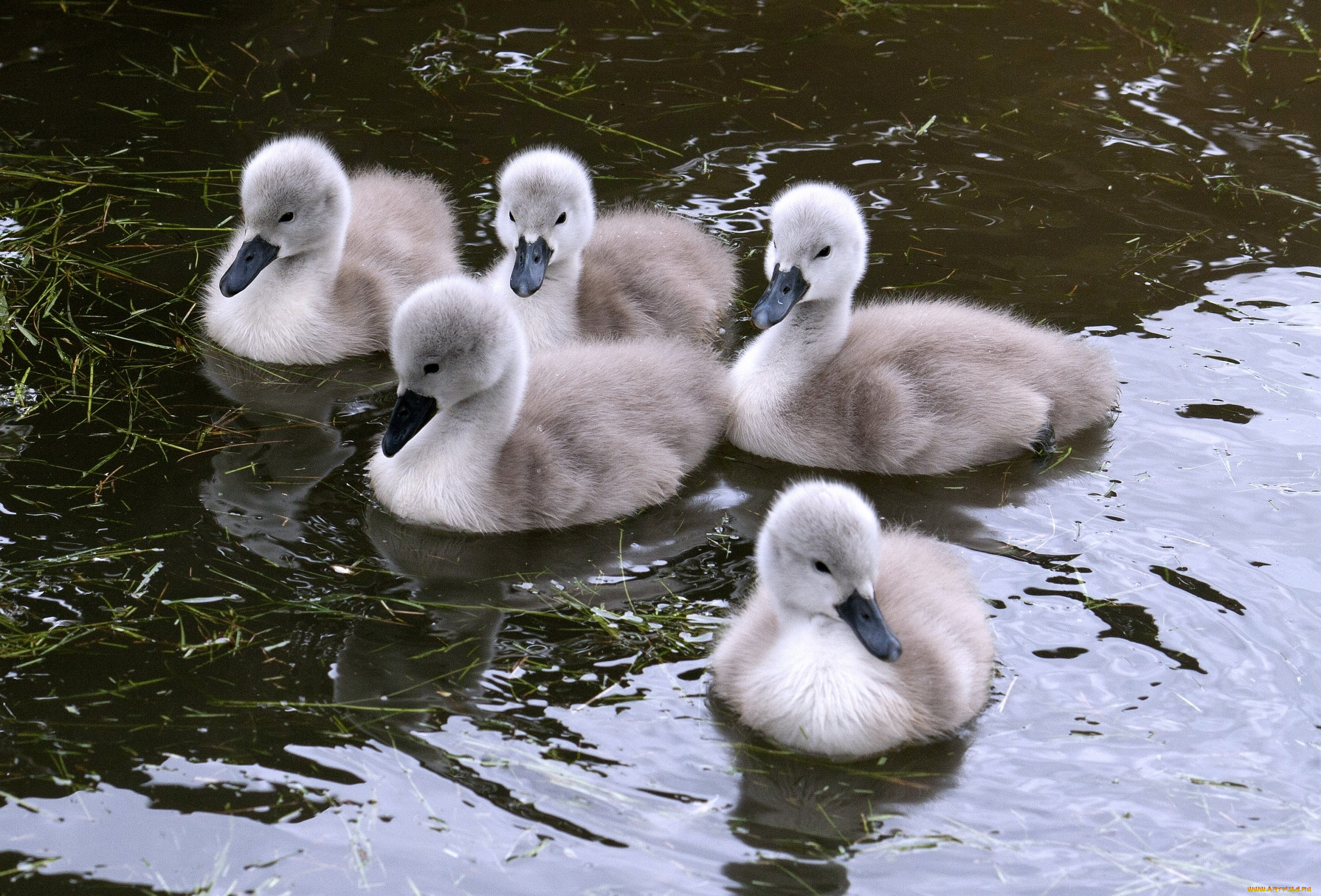 животные, лебеди, вода, птенцы, пушистый
