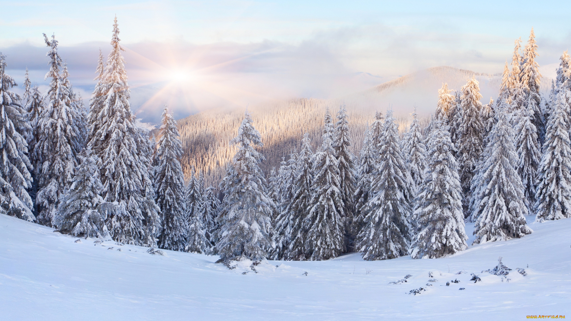 природа, зима, снег, ели