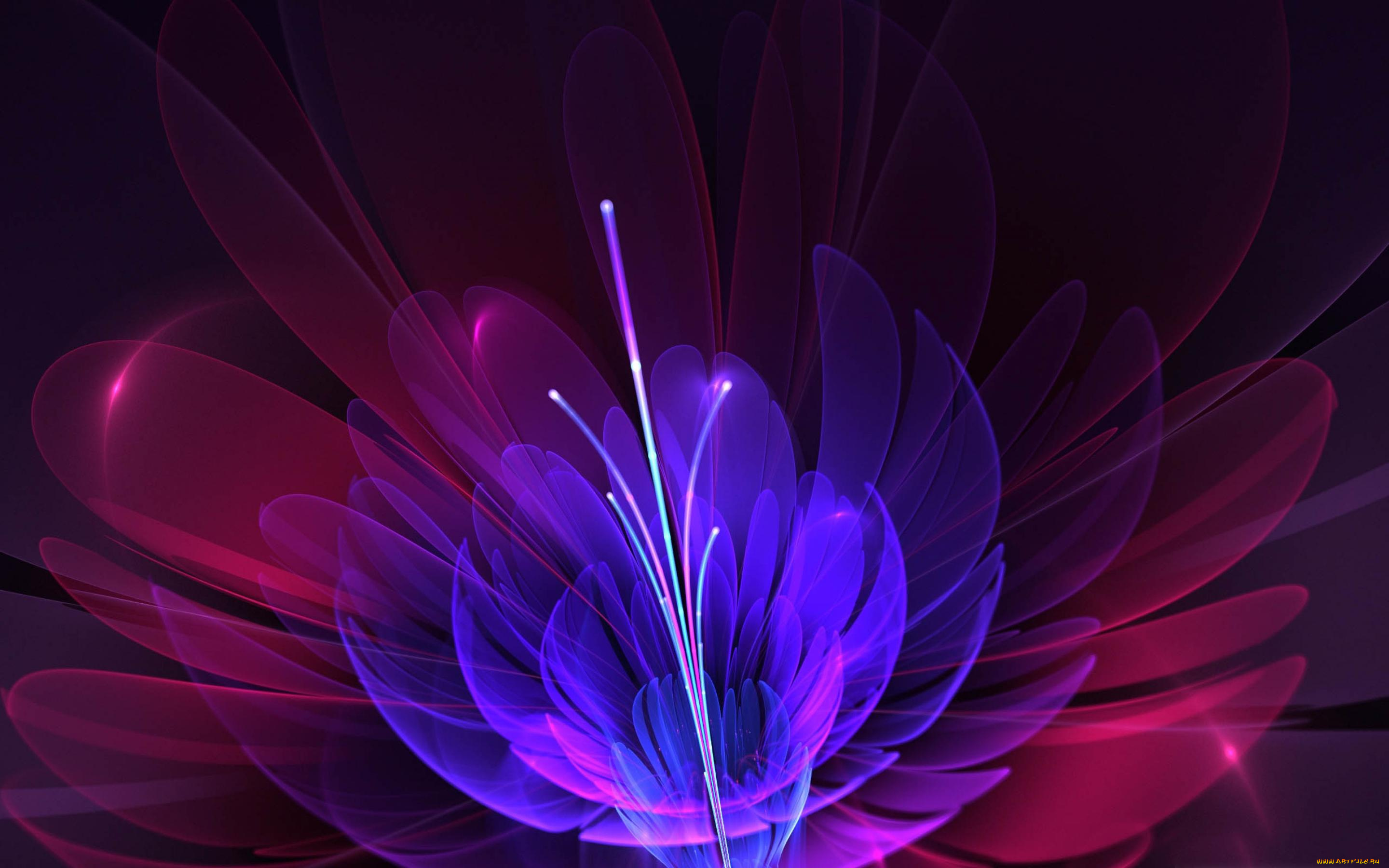 3д, графика, flowers, цветы, узор, фон, цвета