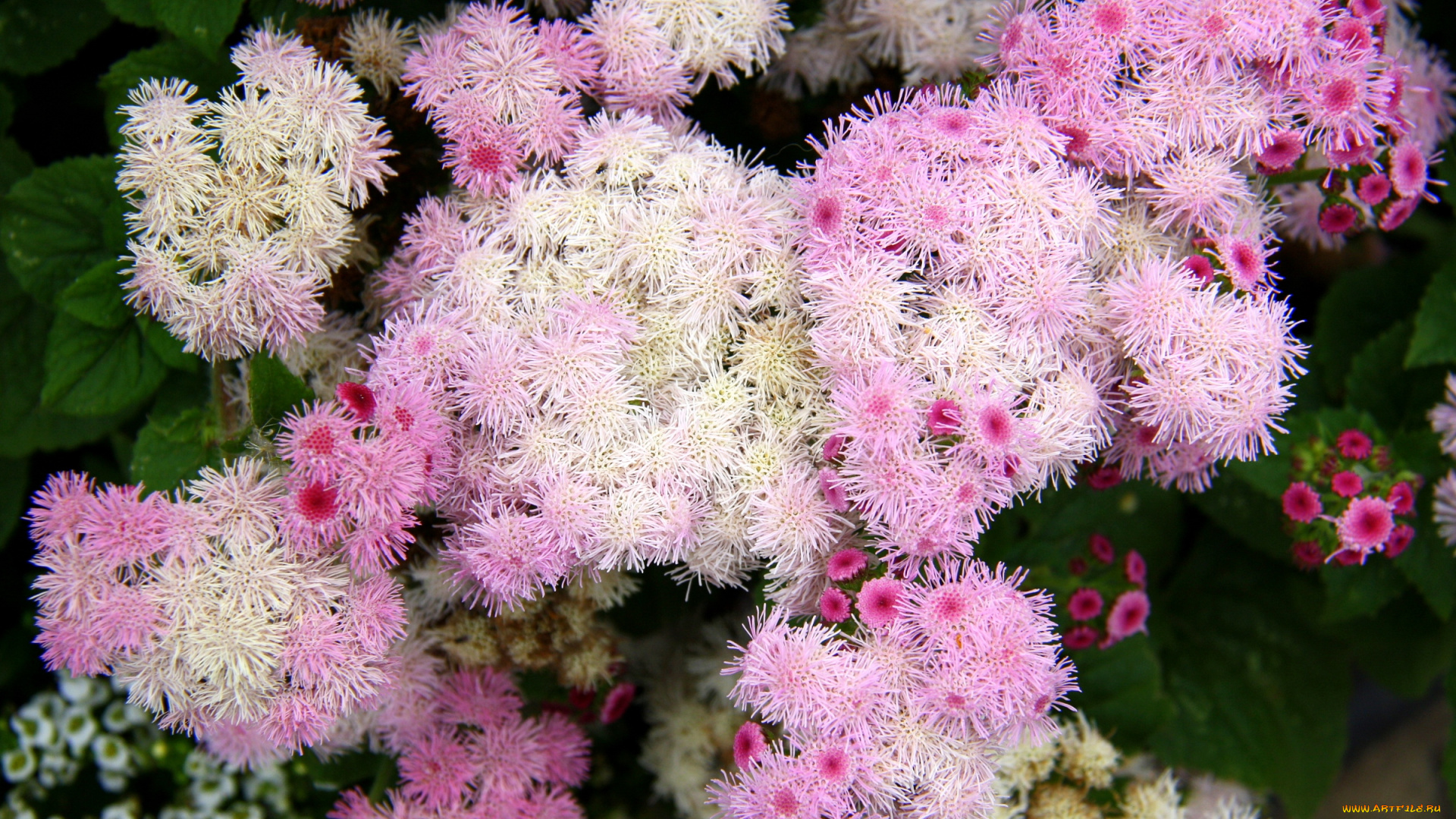 цветы, агератум, пушистики