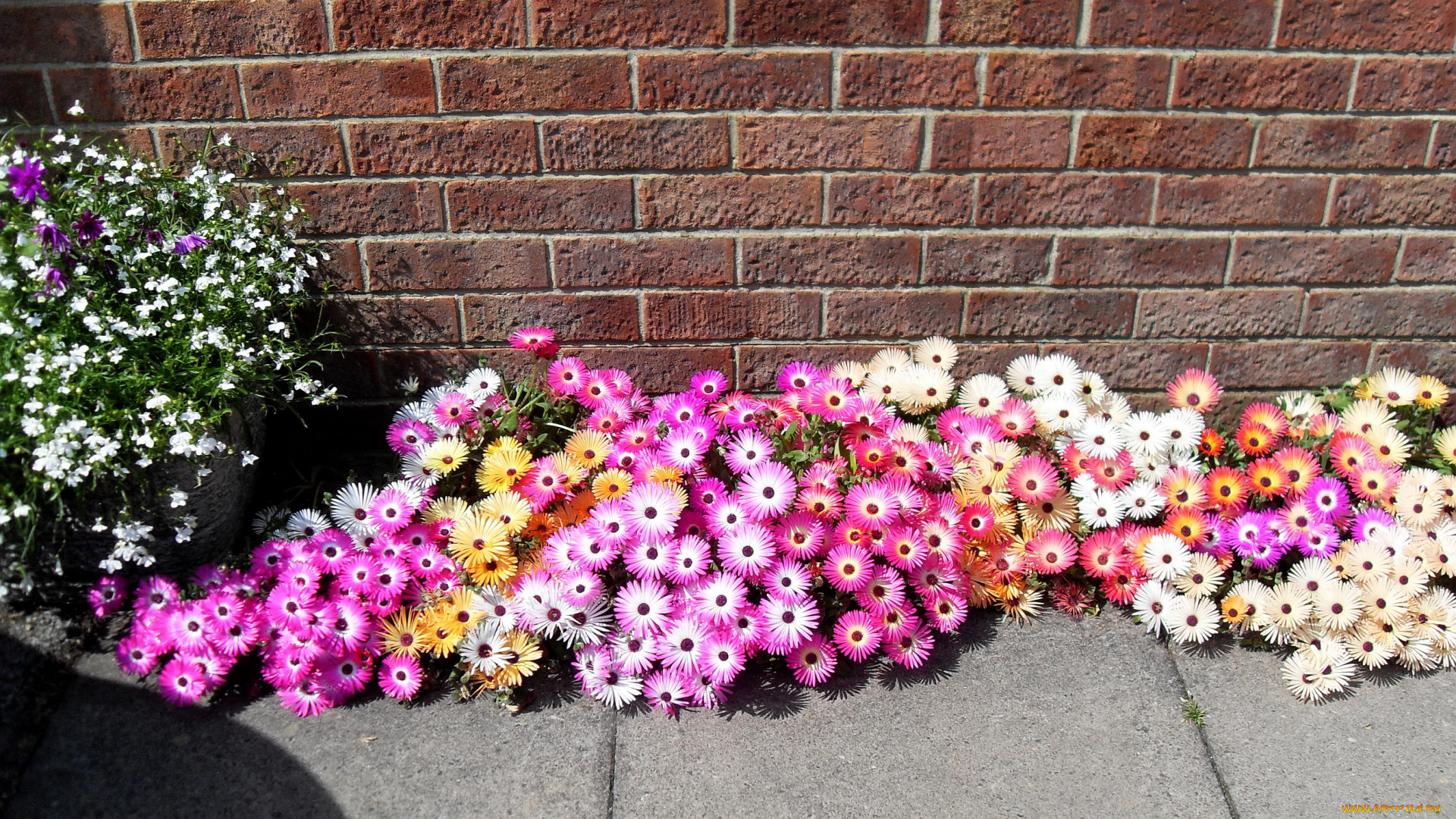 цветы, аизовые, ливингстон, ромашки, mesembryanthemum