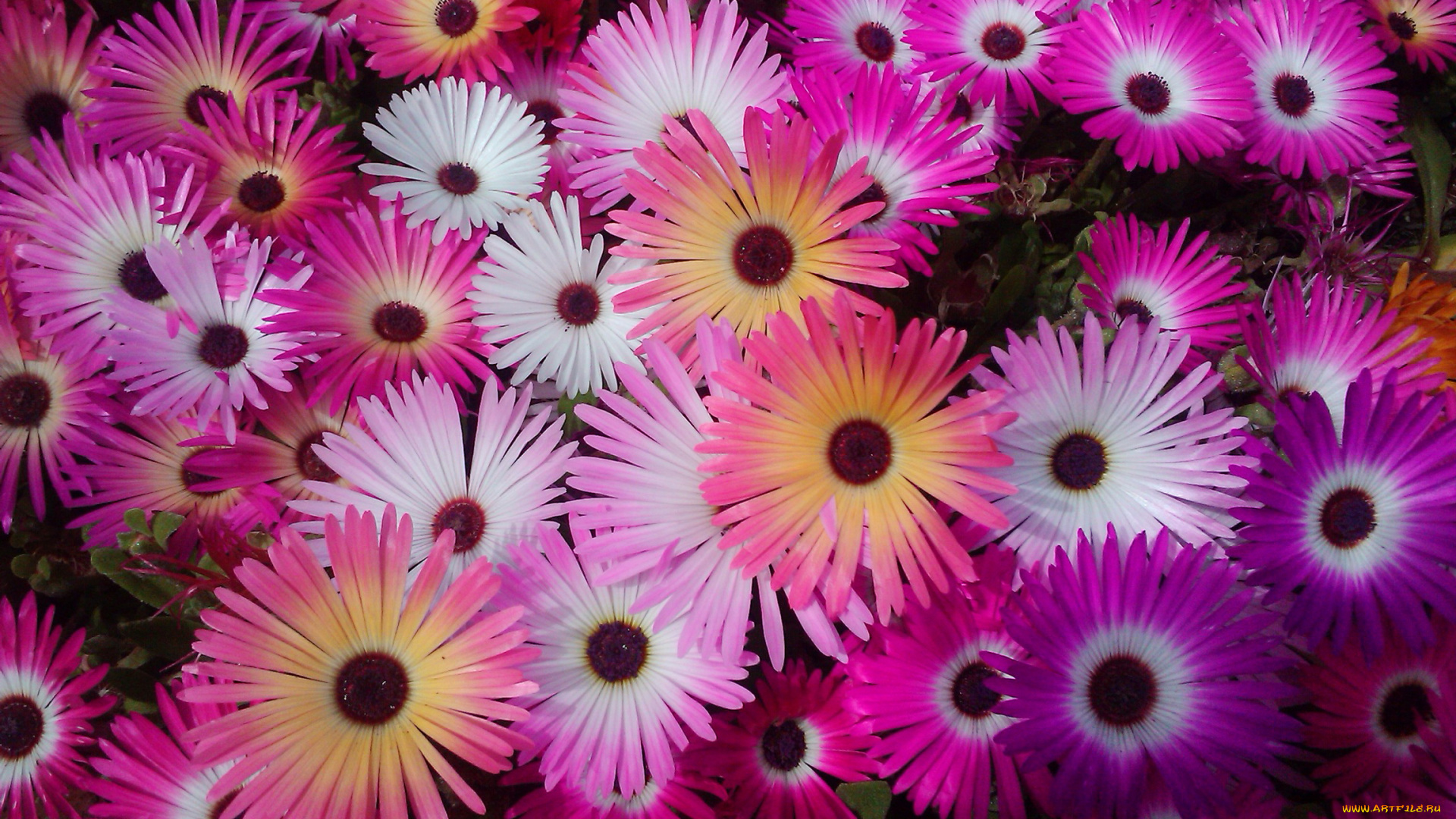 цветы, аизовые, мезембриантемум, ливингстон, ромашки