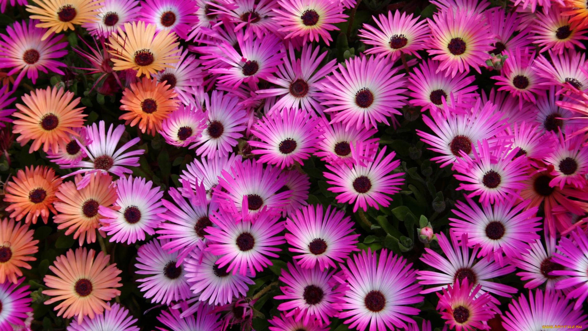 цветы, аизовые, мезембриантемум, ливингстон, ромашки