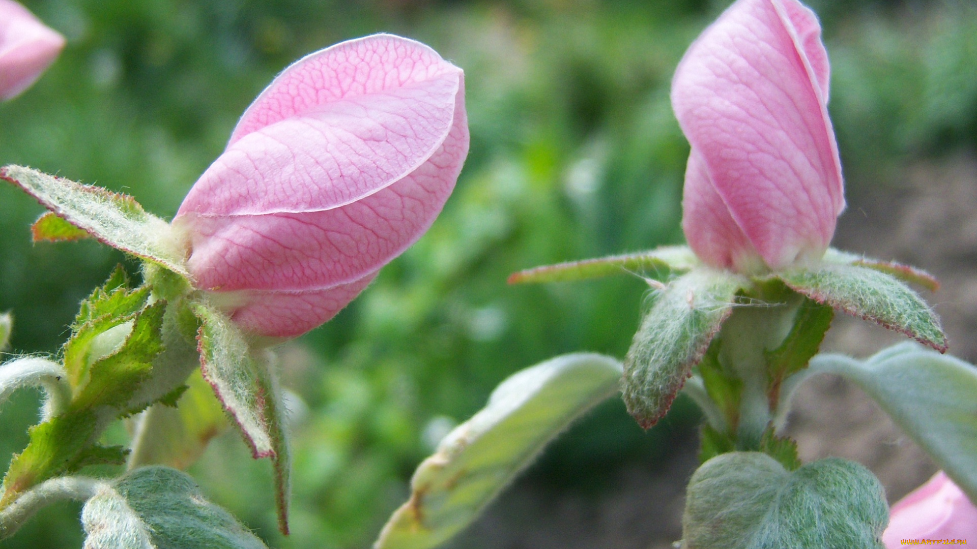 цветы, айва