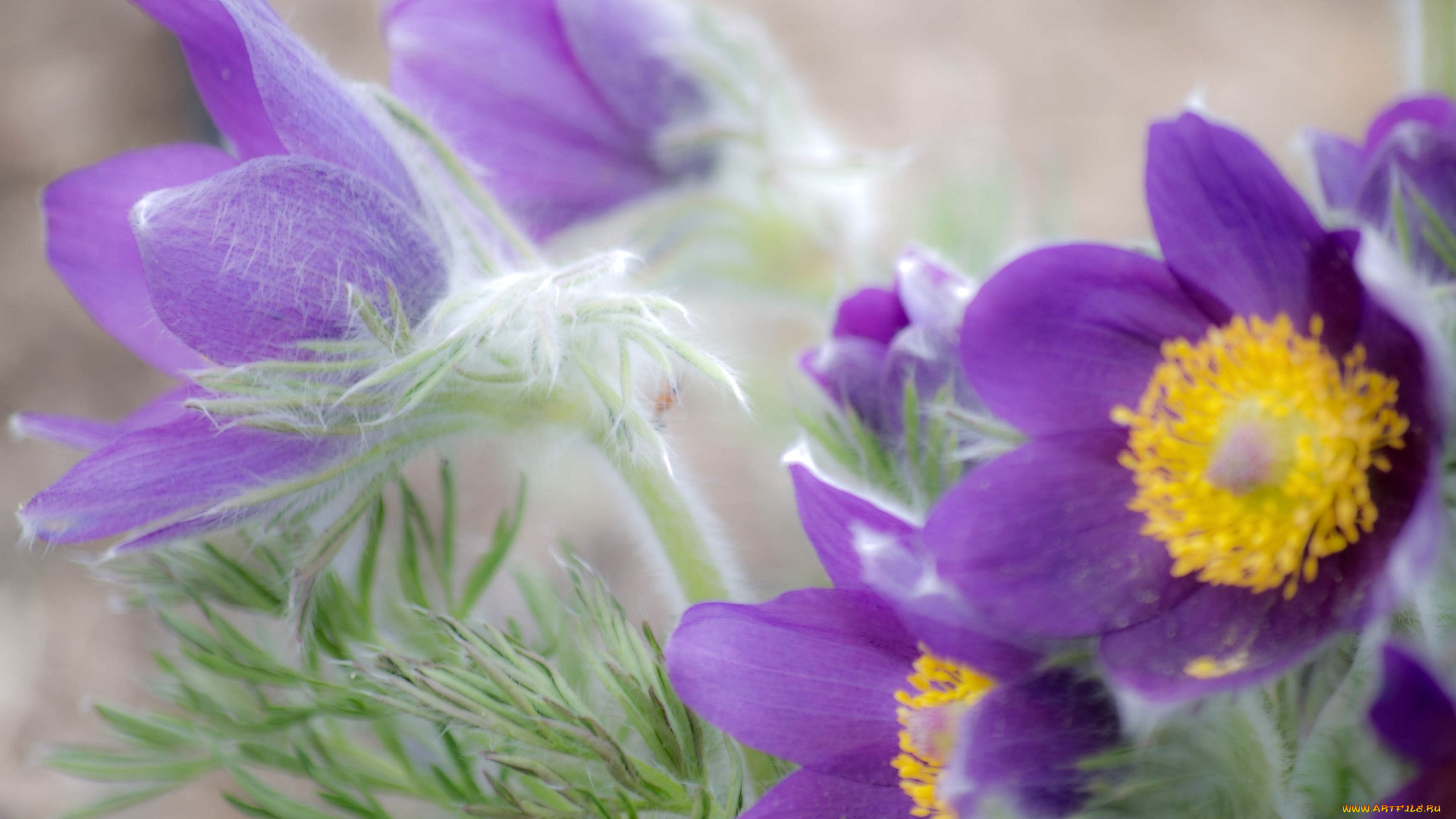 цветы, анемоны, , адонисы, сон-трава