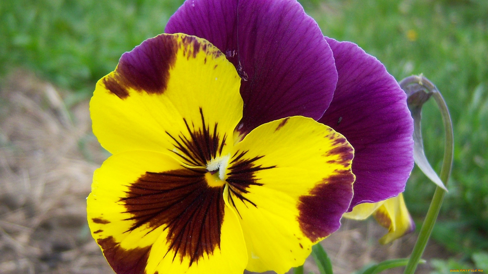цветы, анютины, глазки, садовые, фиалки, двухцветный