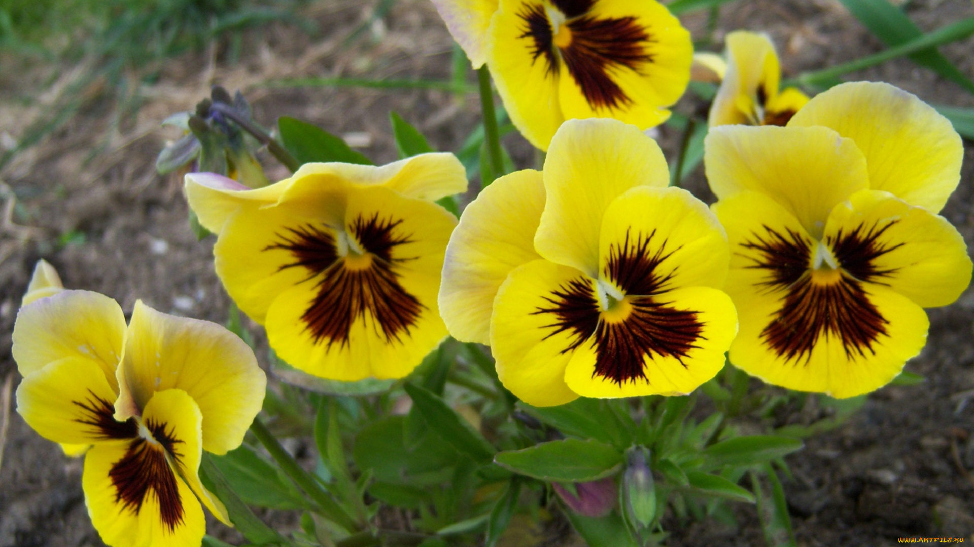цветы, анютины, глазки, садовые, фиалки, глазки, желтые