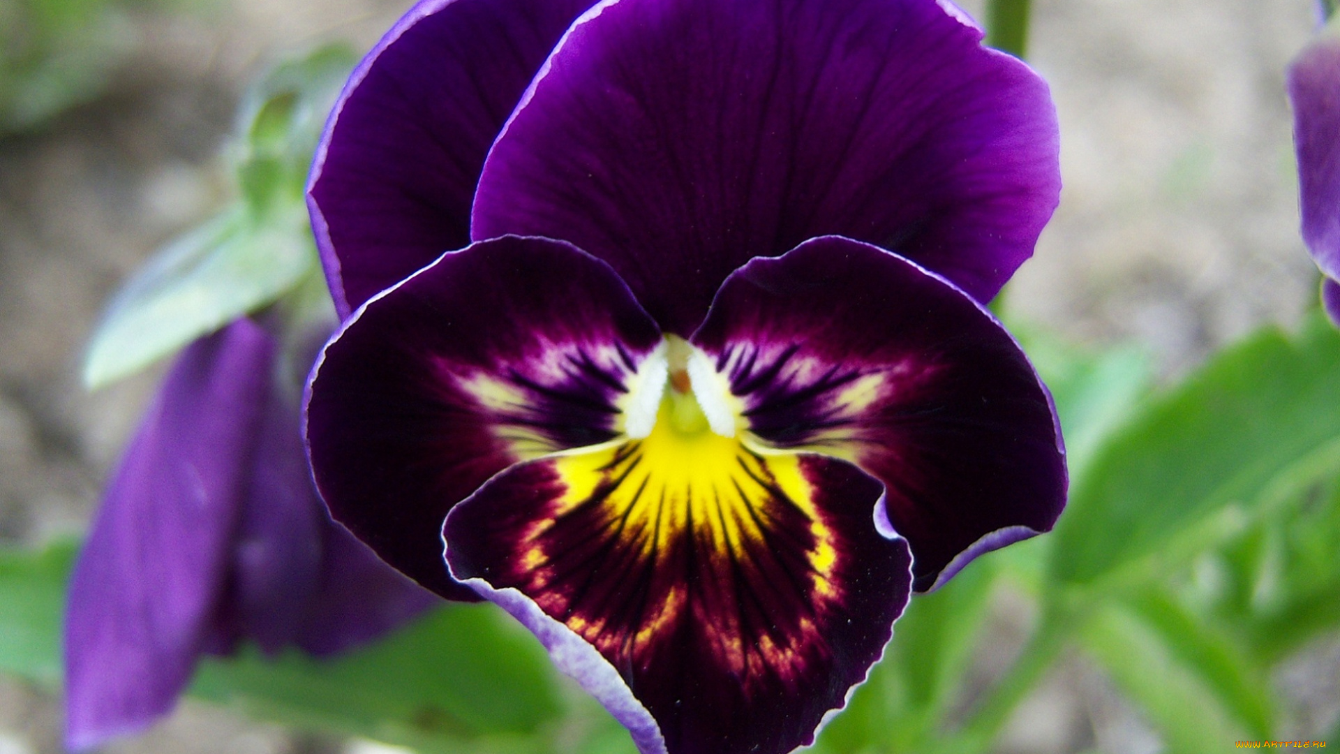 цветы, анютины, глазки, садовые, фиалки, глазки