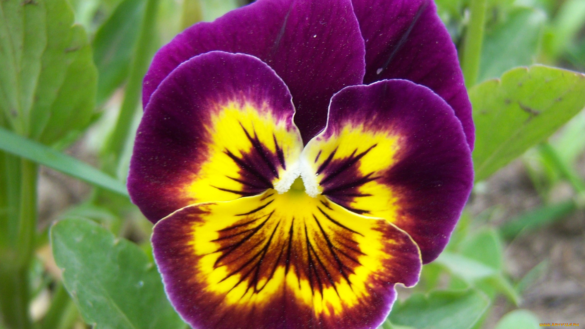 цветы, анютины, глазки, садовые, фиалки, глазки