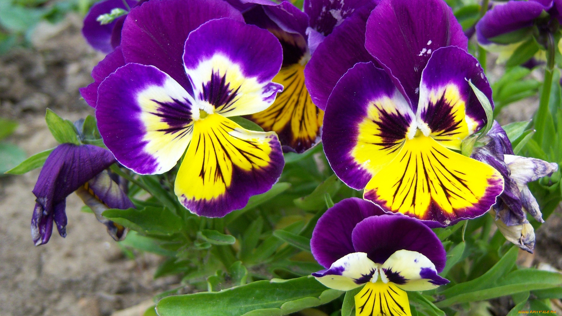 цветы, анютины, глазки, садовые, фиалки, глазки, фиолет