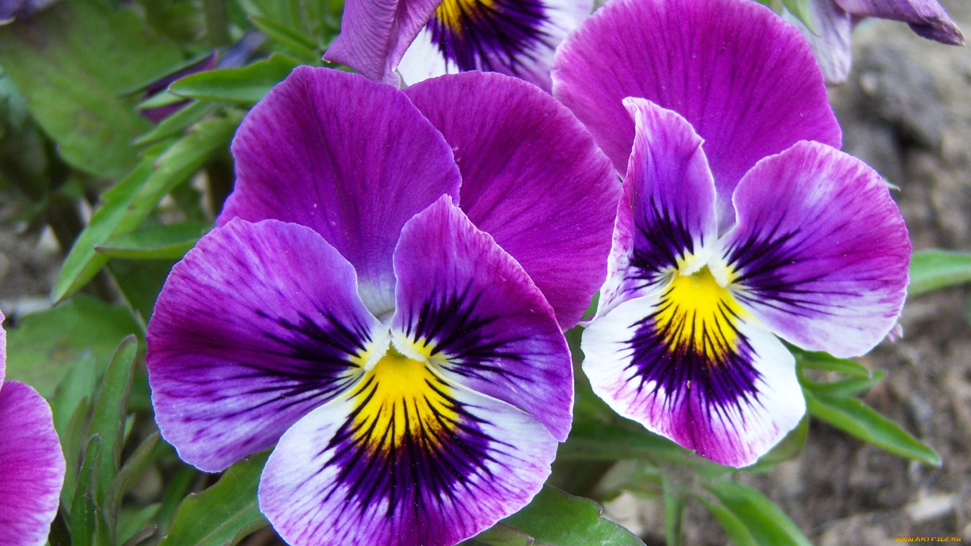 цветы, анютины, глазки, садовые, фиалки, сиреневые