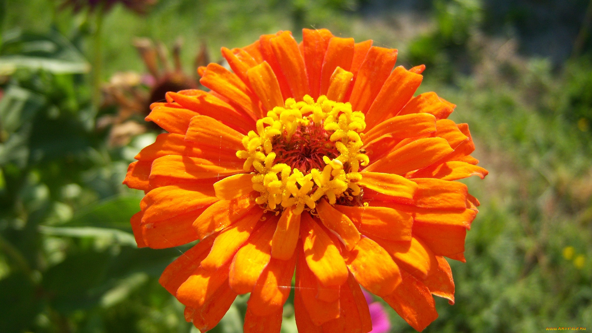 цветы, цинния, оранджевый