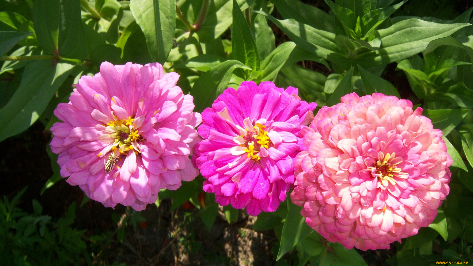 цветы, цинния, розовые