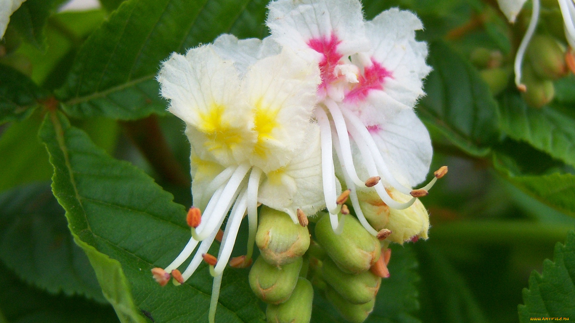 цветы, цветущие, деревья, , , кустарники, каштан