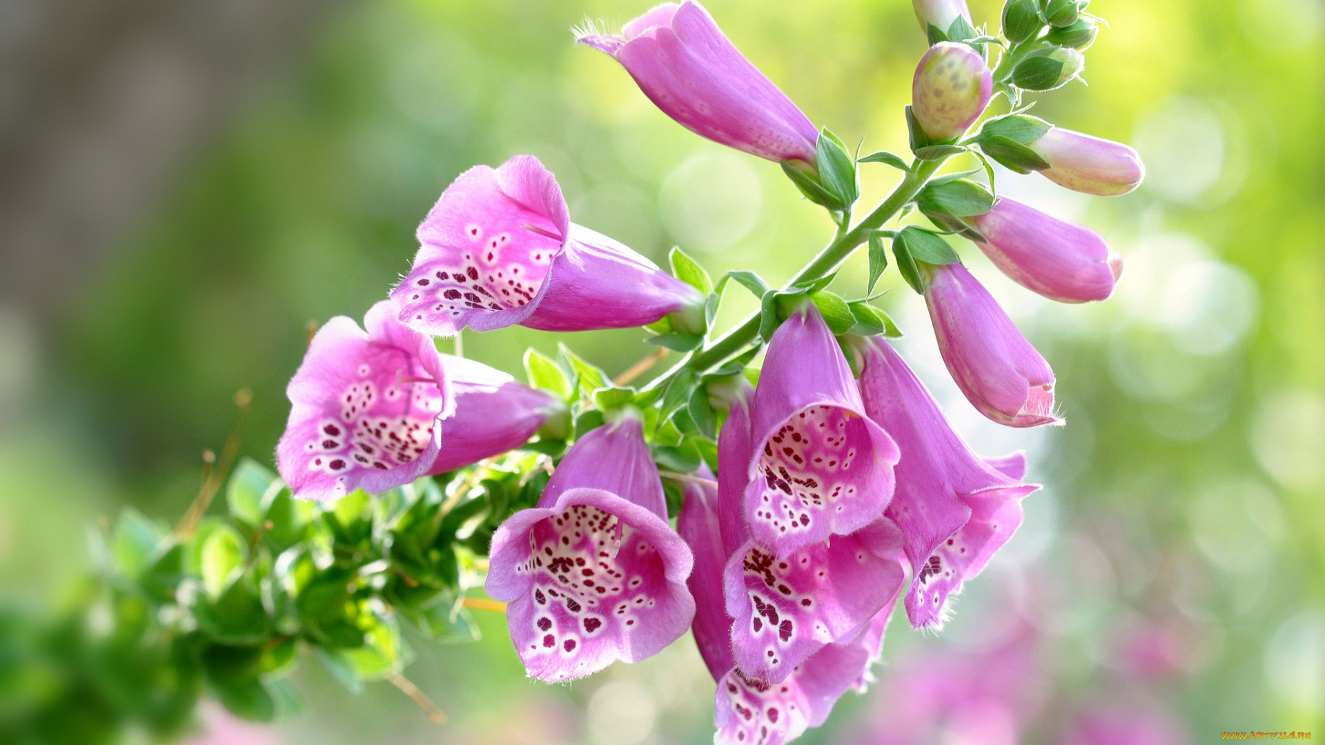 цветы, дигиталис, наперстянка, наперстянка