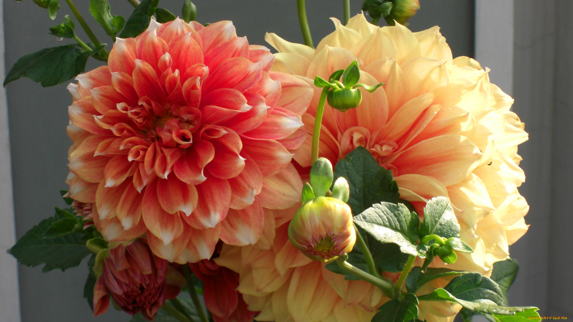 цветы, георгины