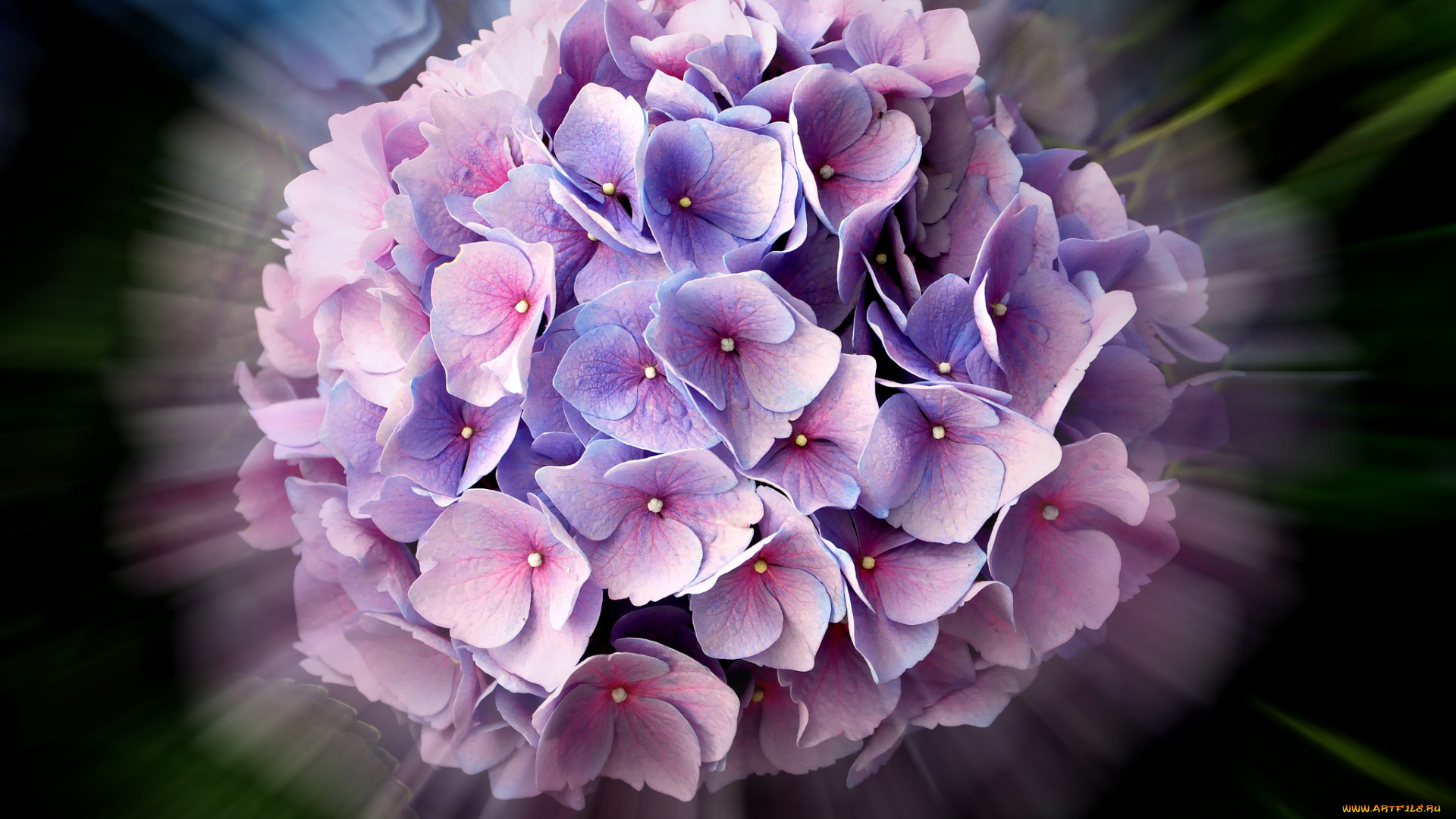 цветы, гортензия, соцветие, цветок