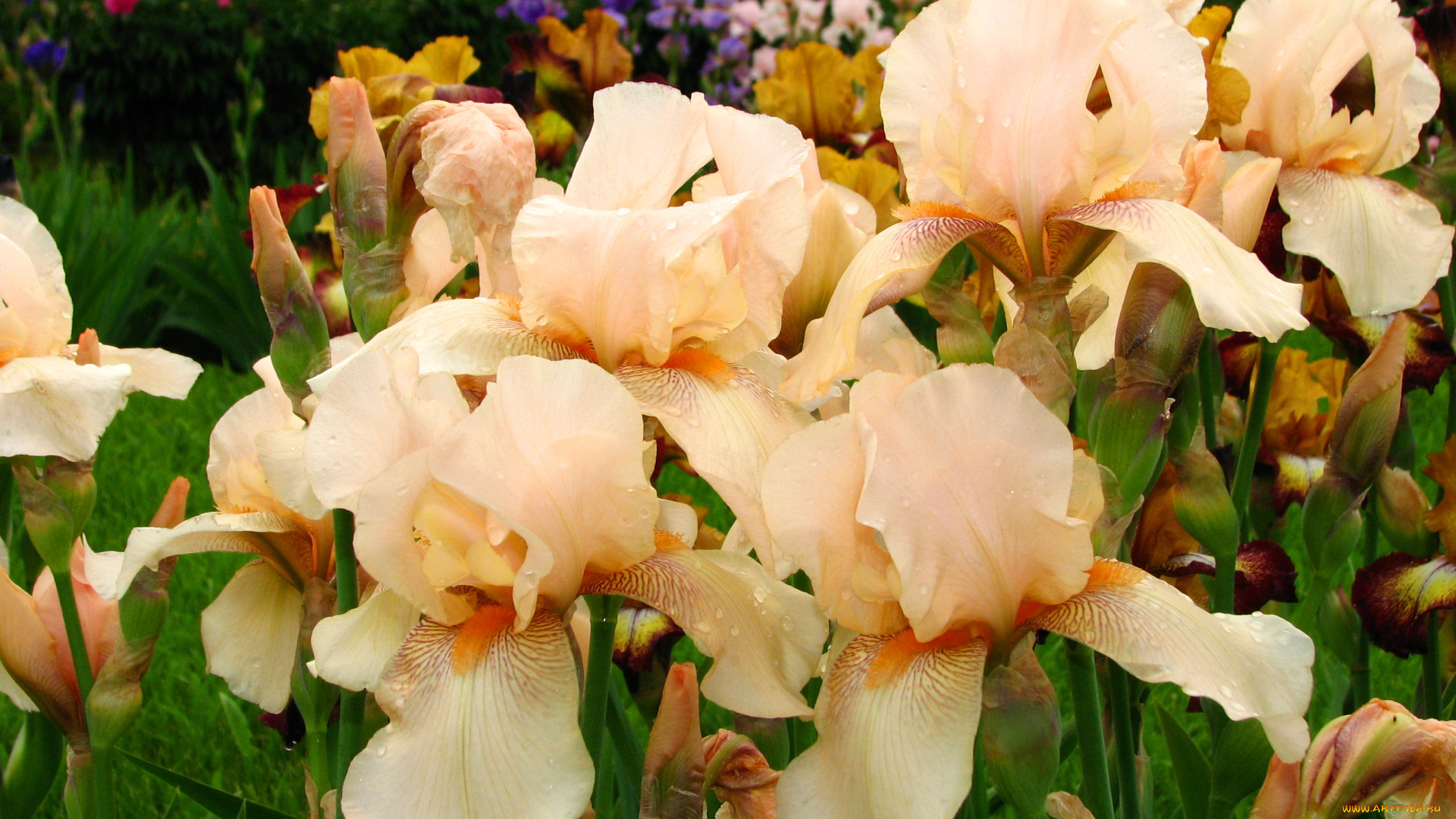 цветы, ирисы, надежда, ирис