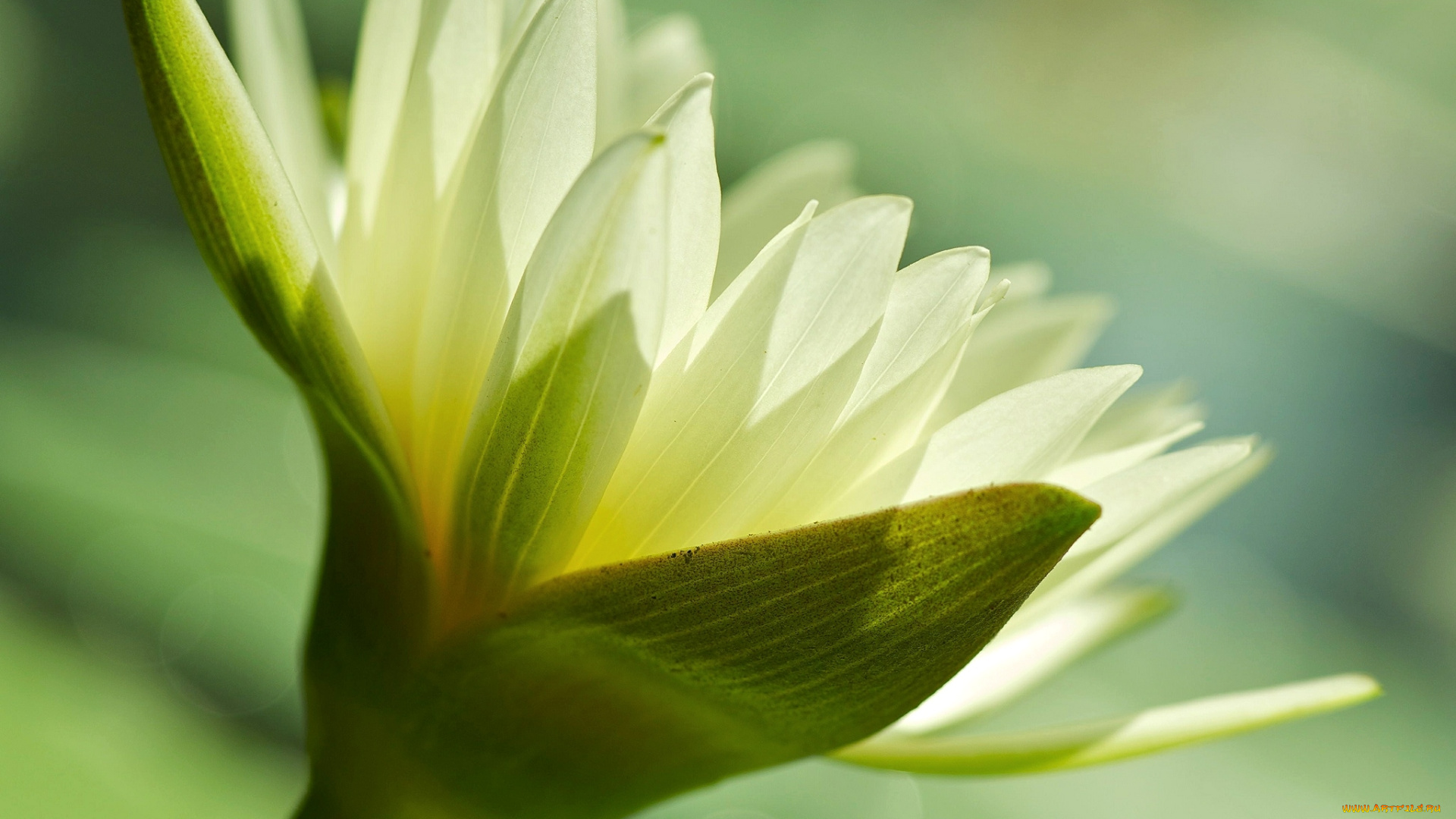 цветы, лилии, водяные, , нимфеи, , кувшинки, макро