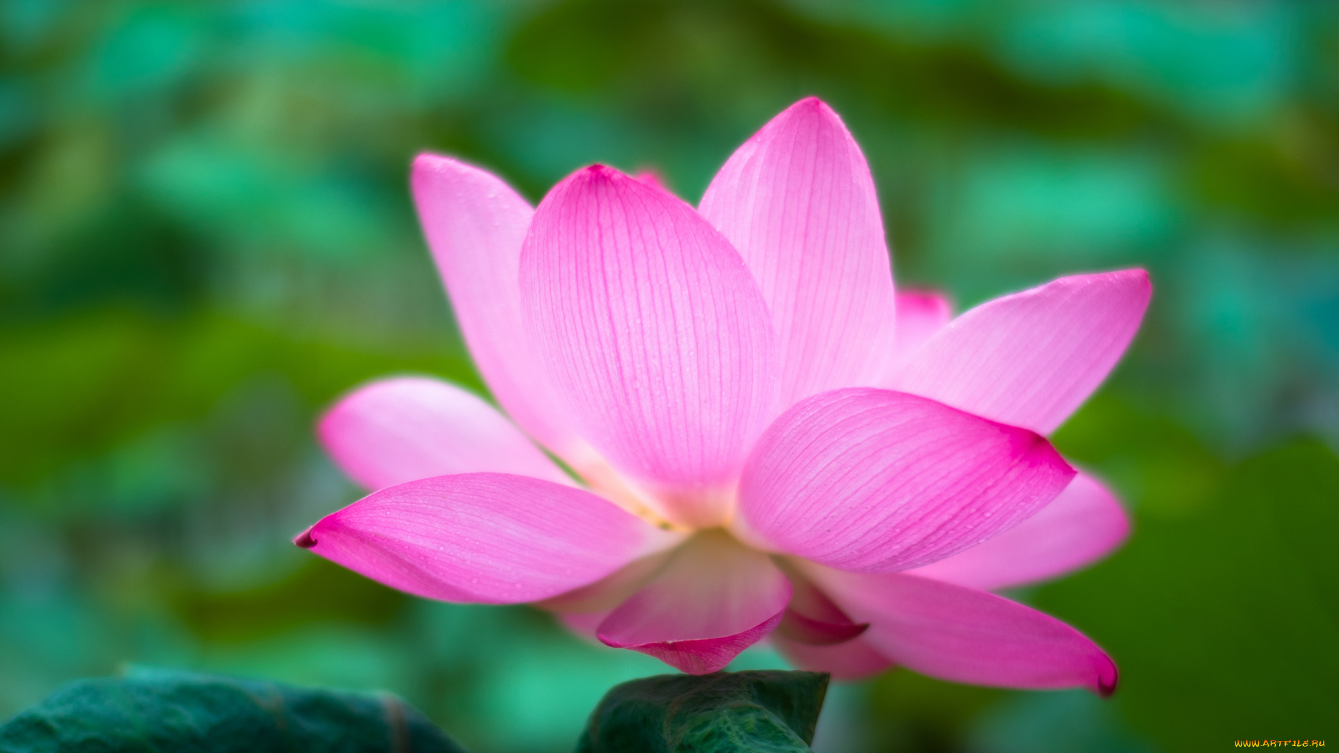 цветы, лотосы, лотос