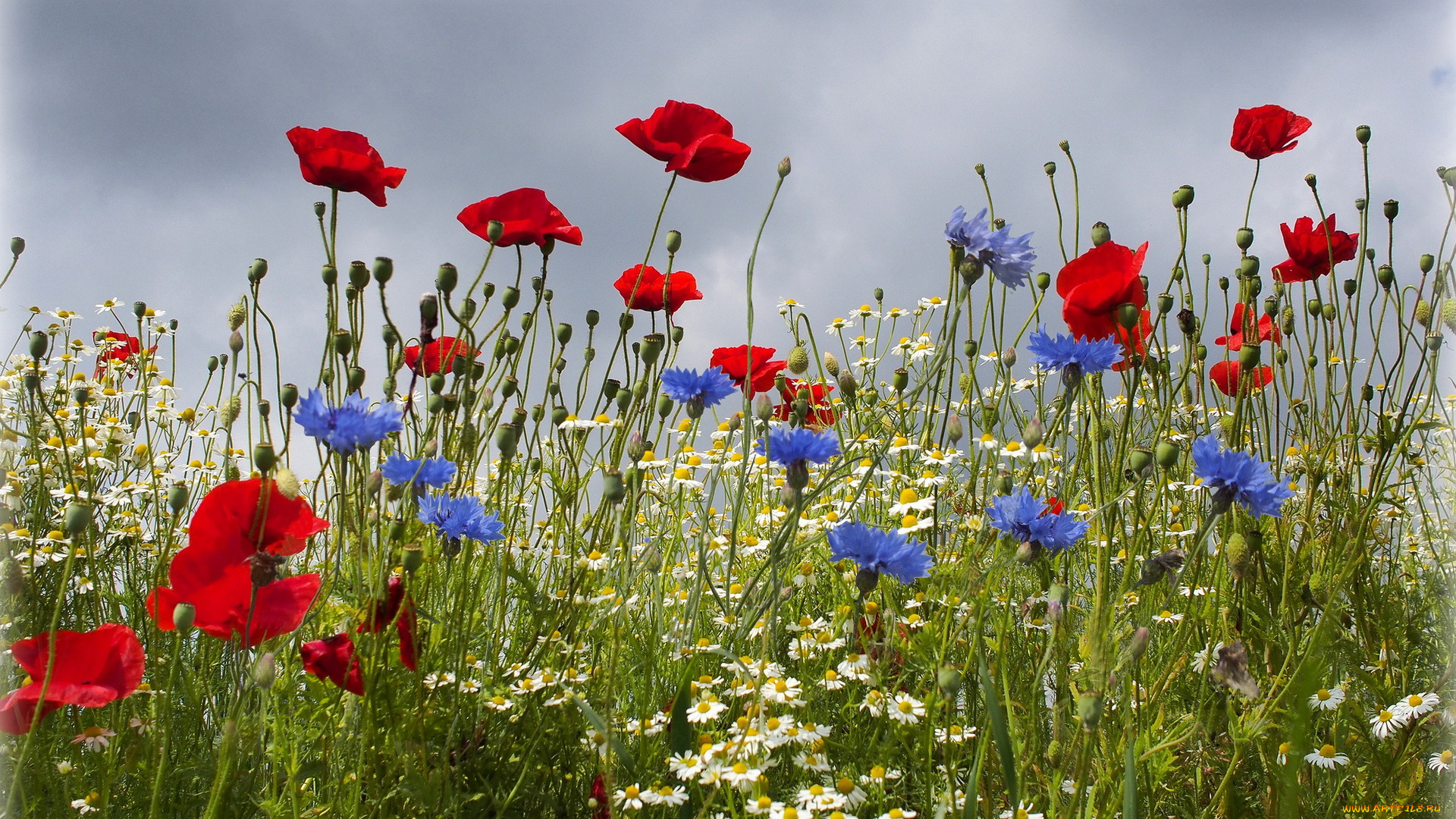 цветы, луговые, полевые, цветы, маки, поле, лето, ромашки, васильки