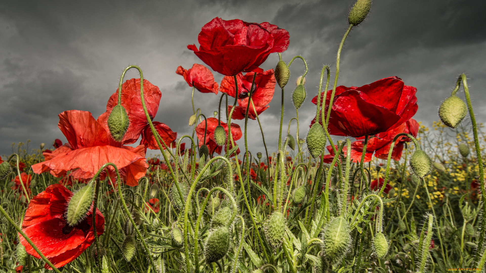 цветы, маки, поле