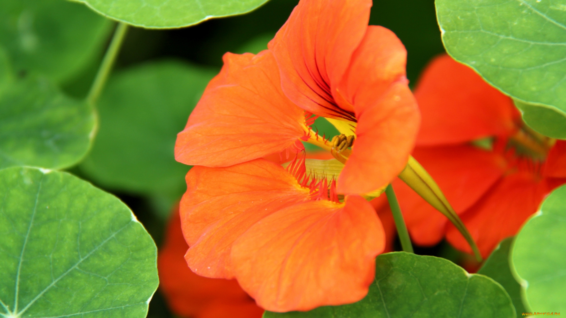 цветы, настурции, оранжевый