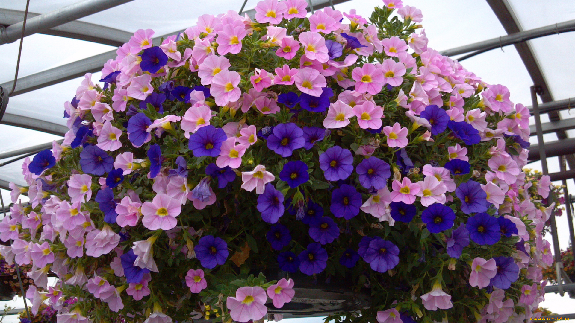 цветы, петунии, , калибрахоа, композиция, калибрахоа, вазон