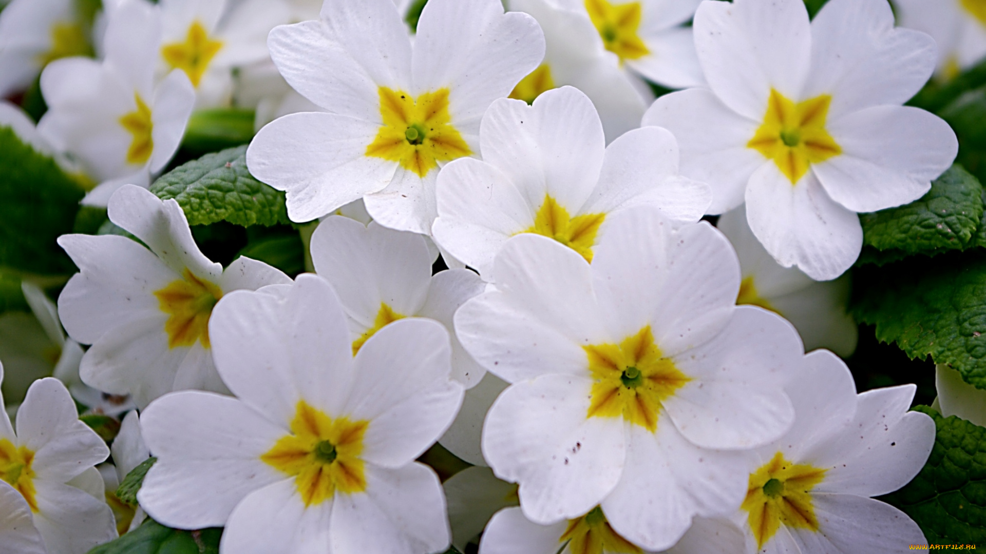 цветы, примулы, белый
