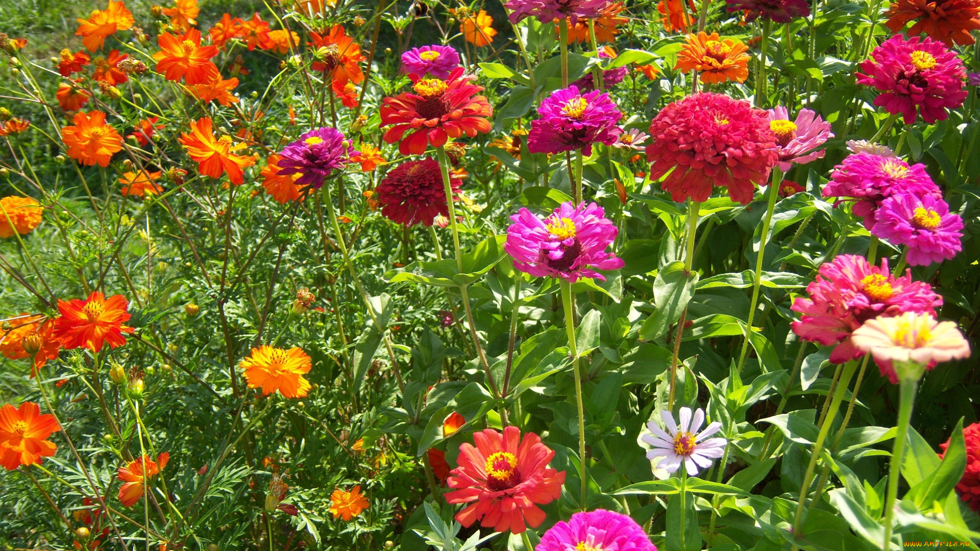 цветы, разные, вместе, разные