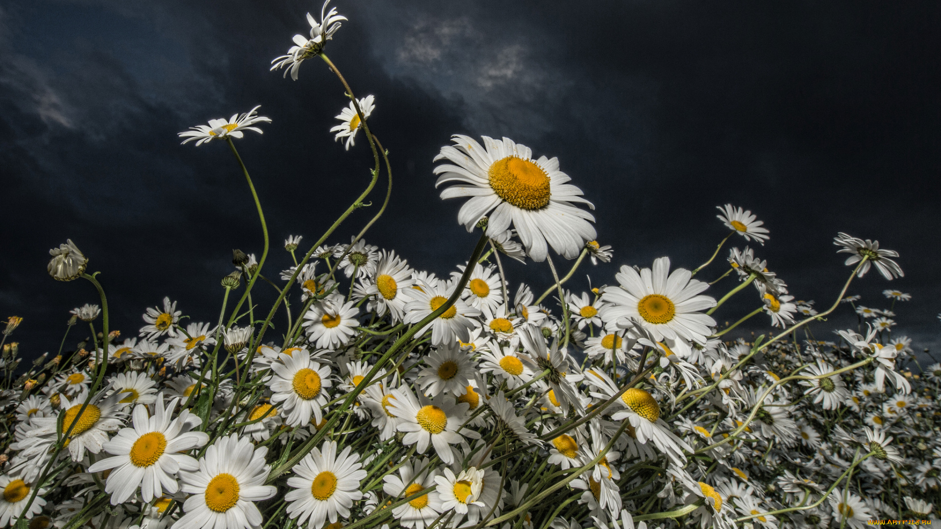 цветы, ромашки, луг