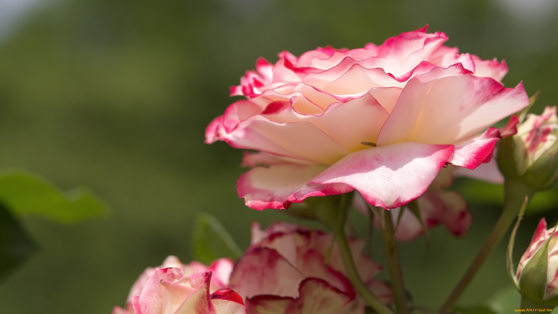 цветы, розы, лепестки